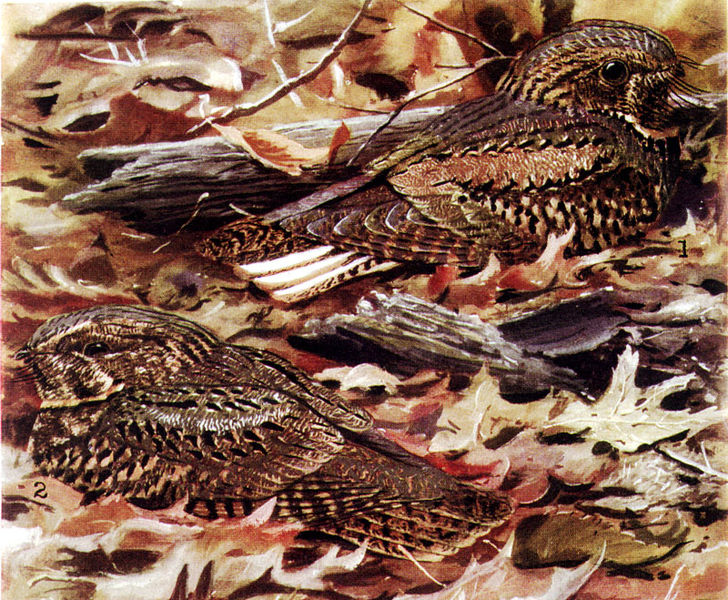 Antrostomus carolinensis