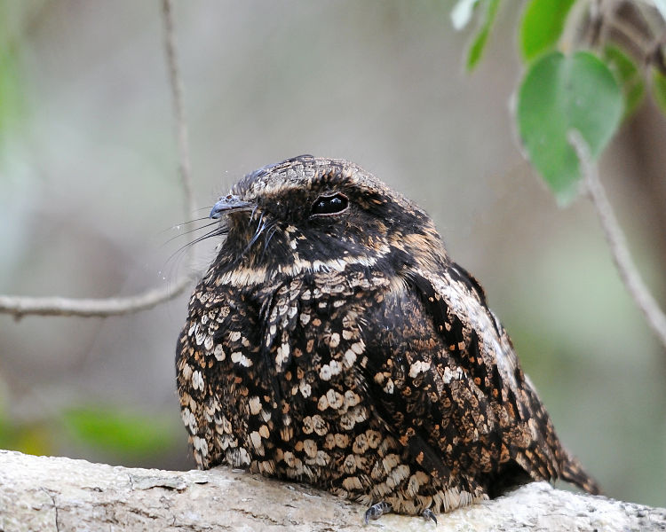 Antrostomus noctitherus