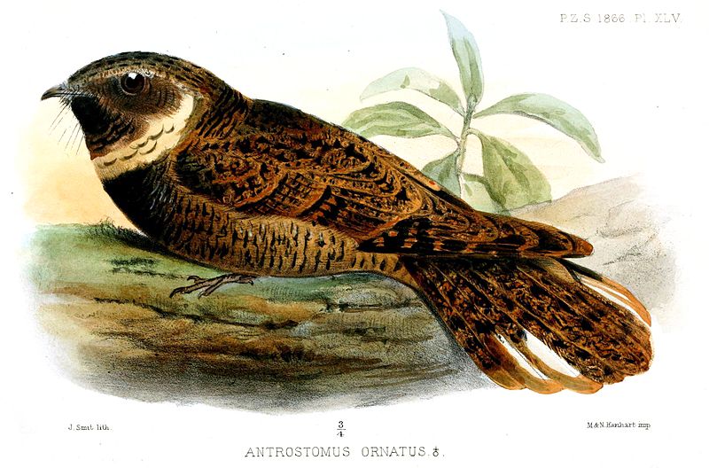 Antrostomus rufus
