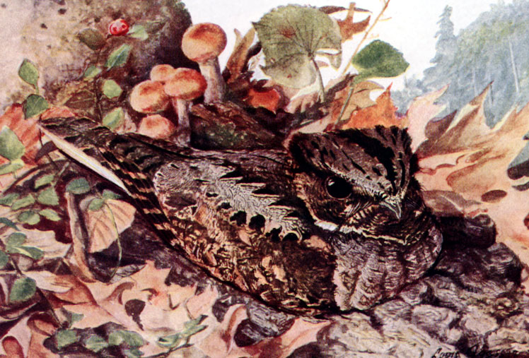 Antrostomus vociferus