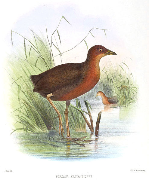 Anurolimnas castaneiceps