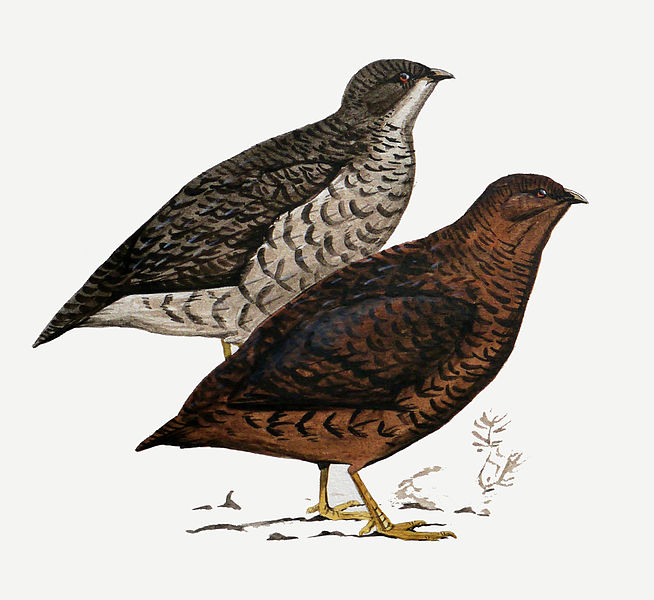 Anurophasis monorthonyx