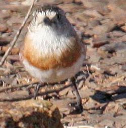 Aphelocephala pectoralis