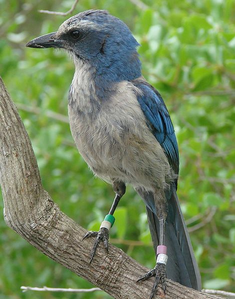 Aphelocoma coerulescens