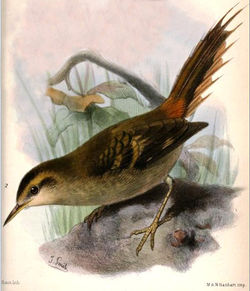 Aphrastura masafuerae
