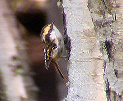 Aphrastura spinicauda