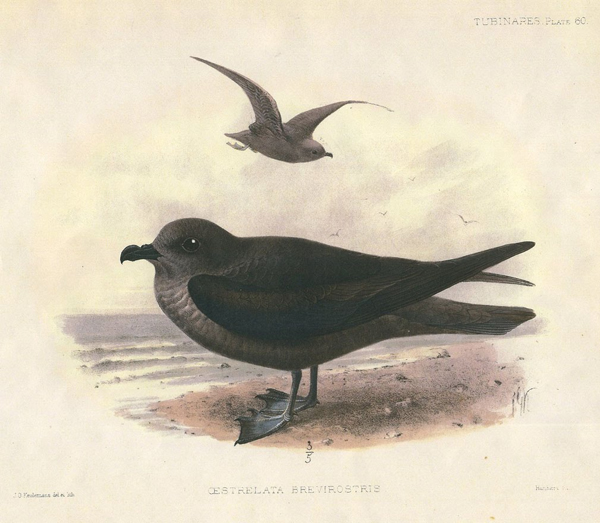 Aphrodroma brevirostris