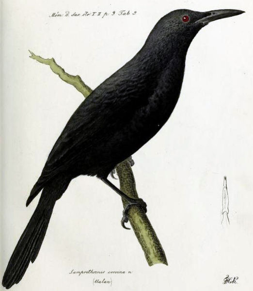 Aplonis corvina