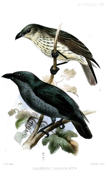 Aplonis crassa