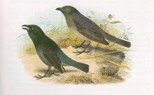 Aplonis fusca