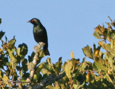 Aplonis minor