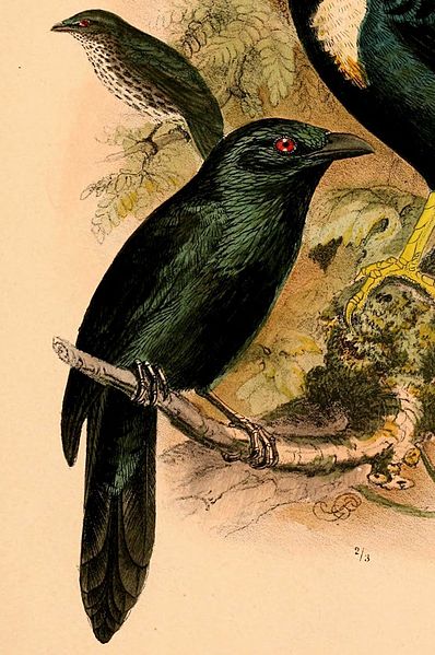 Aplonis mysolensis