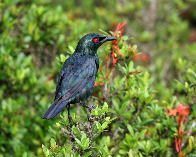 Aplonis panayensis