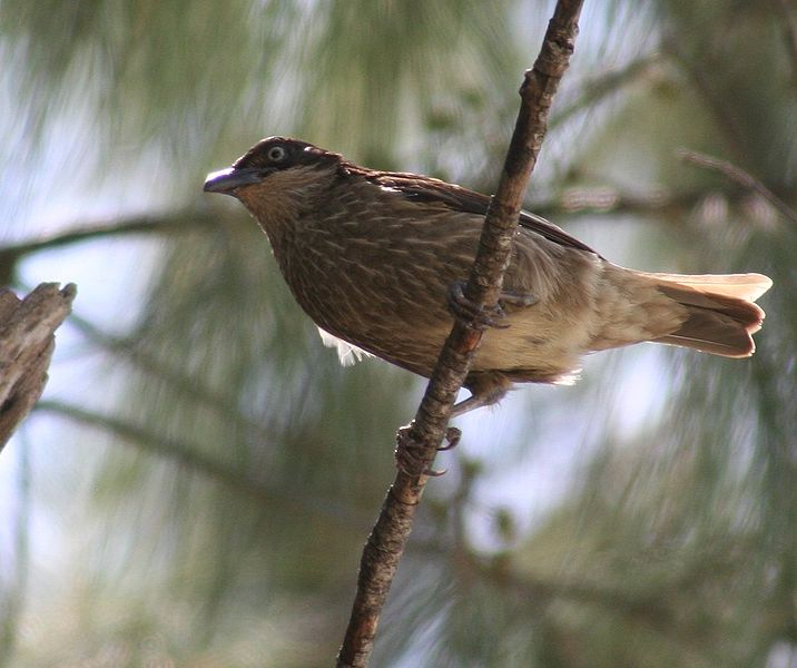 Aplonis tabuensis