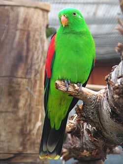 Aprosmictus erythropterus
