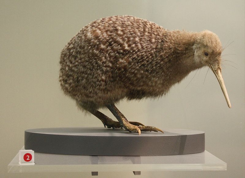 Apteryx owenii