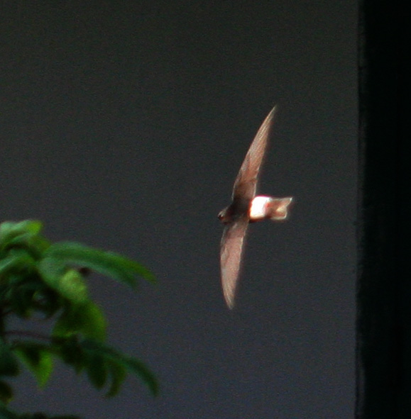 Apus affinis