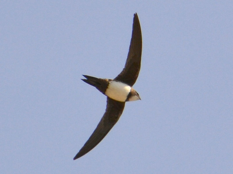 Apus melba