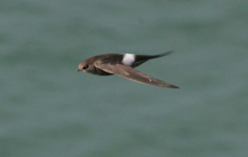 Apus pacificus