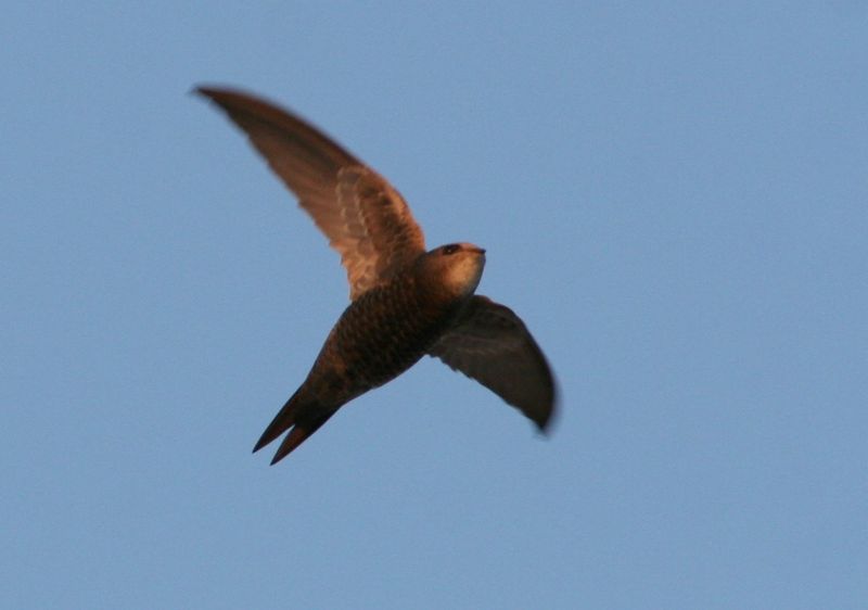 Apus pallidus