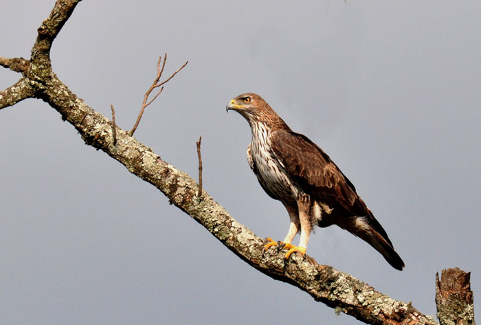 Aquila fasciata