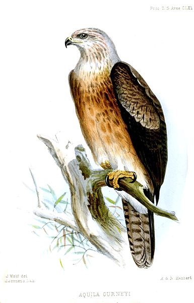 Aquila gurneyi