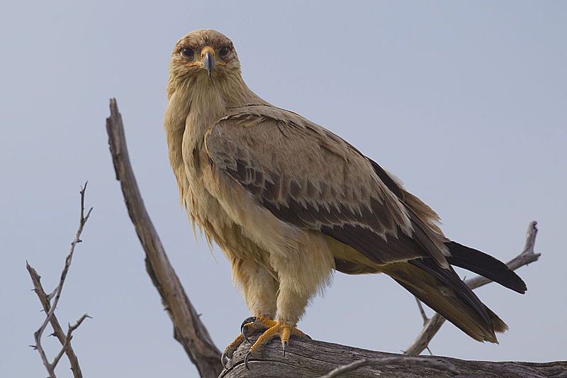 Aquila rapax