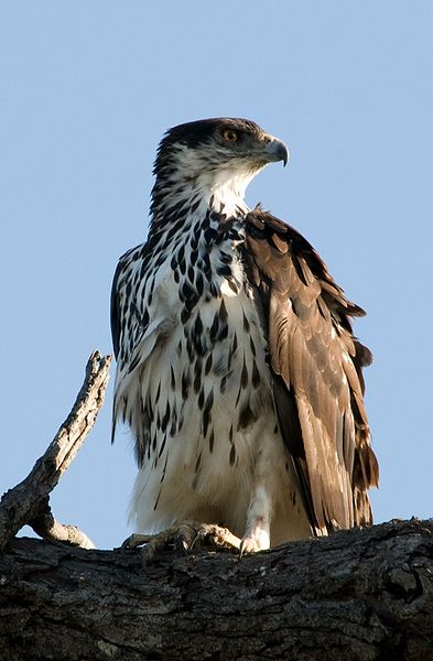 Aquila spilogaster