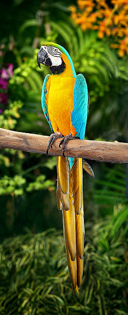 Ara ararauna