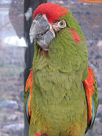 Ara rubrogenys