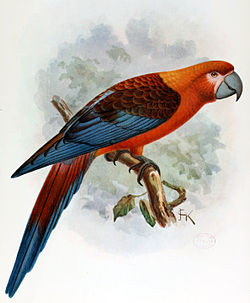 Ara tricolor