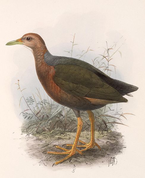 Aramides axillaris