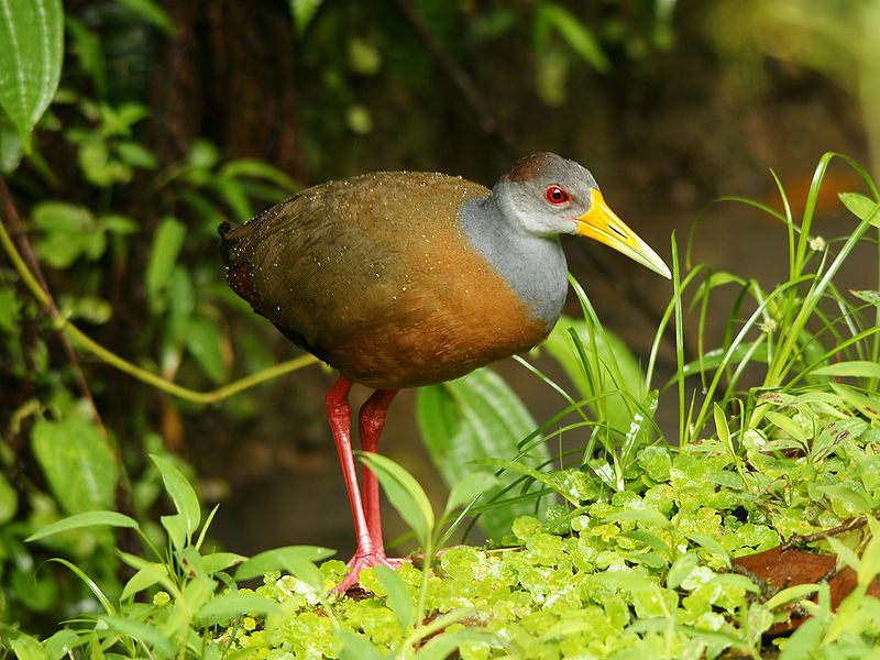 Aramides cajaneus
