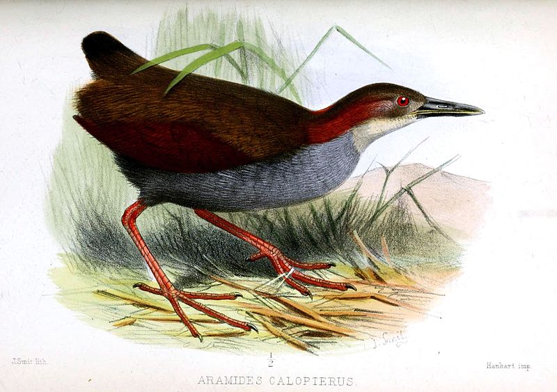 Aramides calopterus