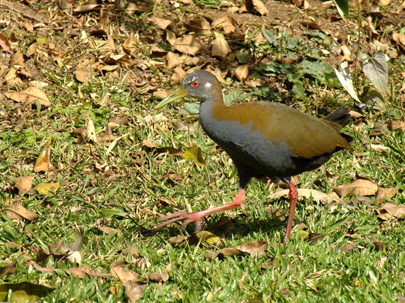 Aramides saracura