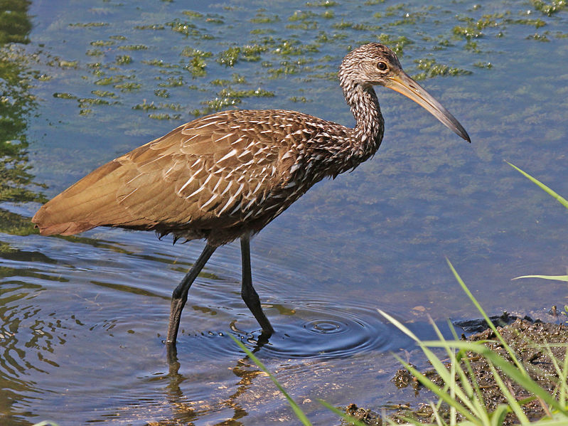 Aramus guarauna