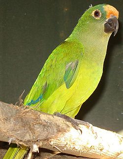 Aratinga aurea