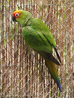 Aratinga auricapillus