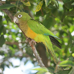 Aratinga cactorum