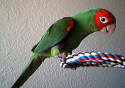 Aratinga erythrogenys