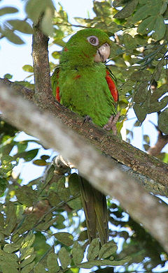 Aratinga euops