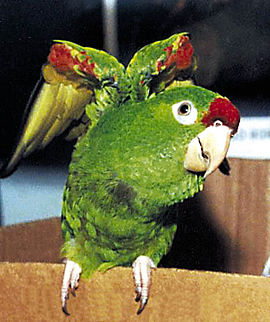 Aratinga finschi