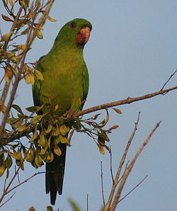 Aratinga holochlora