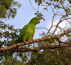 Aratinga leucophthalma