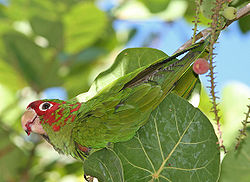 Aratinga mitrata