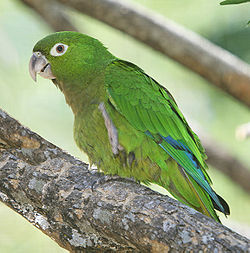 Aratinga nana