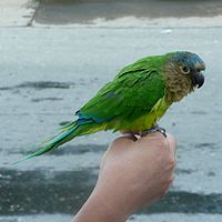 Aratinga pertinax