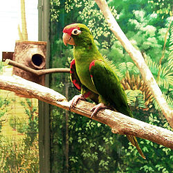 Aratinga wagleri