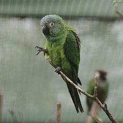 Aratinga weddellii