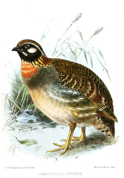 Arborophila ardens